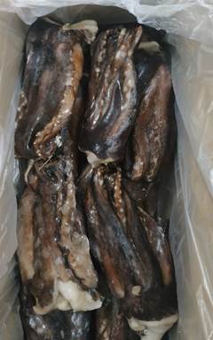 TENTACULOS LULA OCEANNUS CONG KG