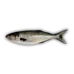 PEIXE INTEIRO PALOMBETA 5/7 SOUZA PESCADOS CONGELADO KG