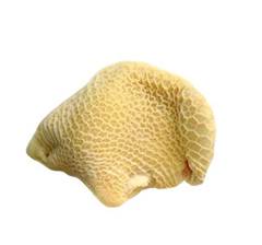 BUCHO BOVINO PUL MINERVA KG