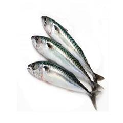 PX INT CAVALINHA NACIONAL 2/3 KG