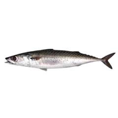 CAVALINHA INTEIRA CONGELADA LAGUBRAS 2/3 KG