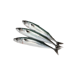 PEIXE INTEIRO CAVALINHA PORTO BELO 2/3 KG