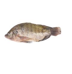 TILAPIA EVISCERADA CONGELADA 700UP KG