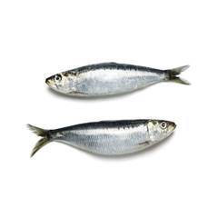 PEIXE INTEIRO SARDINHA NUTRI MARES 7/8 KG