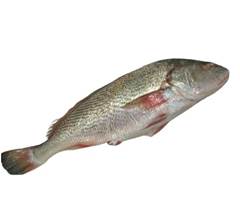 PEIXE INTEIRO CORVINA NATURA FISH 1000/2000 KG