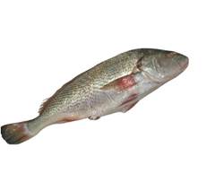 PEIXE INTEIRO CORVINA BENDITO PEIXE 2000UP KG