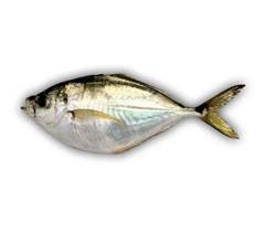 PEIXE EVISCERADO PALOMBETA PESCADOS SOUSA KG