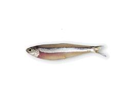 MANJUBA INTEIRA PESCADOS PICARRAS KG