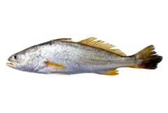 PX INT CORVINA NACIONAL 500/800 KG